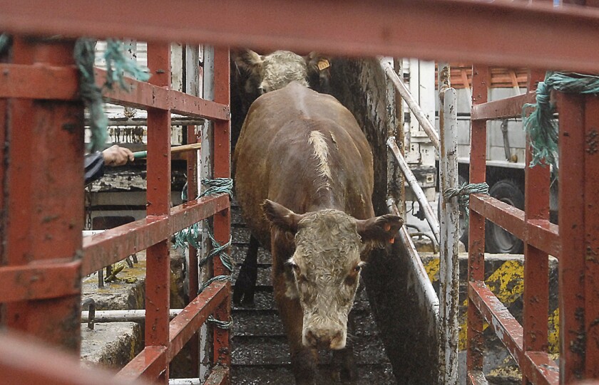 Ganado subiendo camión Uruguay